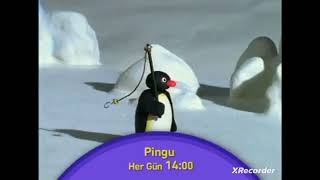 Pingu