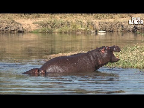 Video: ¿Ausable chasm permite perros?