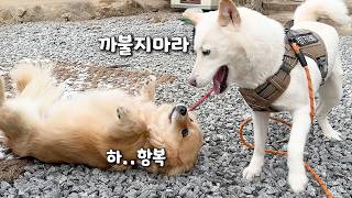 누리와의 서열 싸움에서 "개"발린 폴짝이