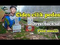cek sound miniatur boch sd kelas ombro goib gak mau kalah #horeg