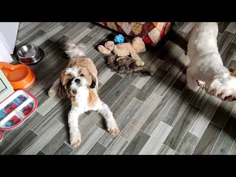 FUNNY DOG SHIHTZU TOGETHER 🤣 OUR DAILY LIFE | Aibandz