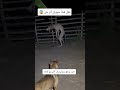 هل هذا حيوان أم جن ماوراءيات رعب ذئب 