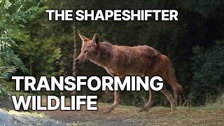The Shapeshifter | Transforming Wildlife