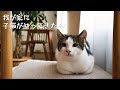 小さな家族が増えました｜北欧で保護猫と暮らす