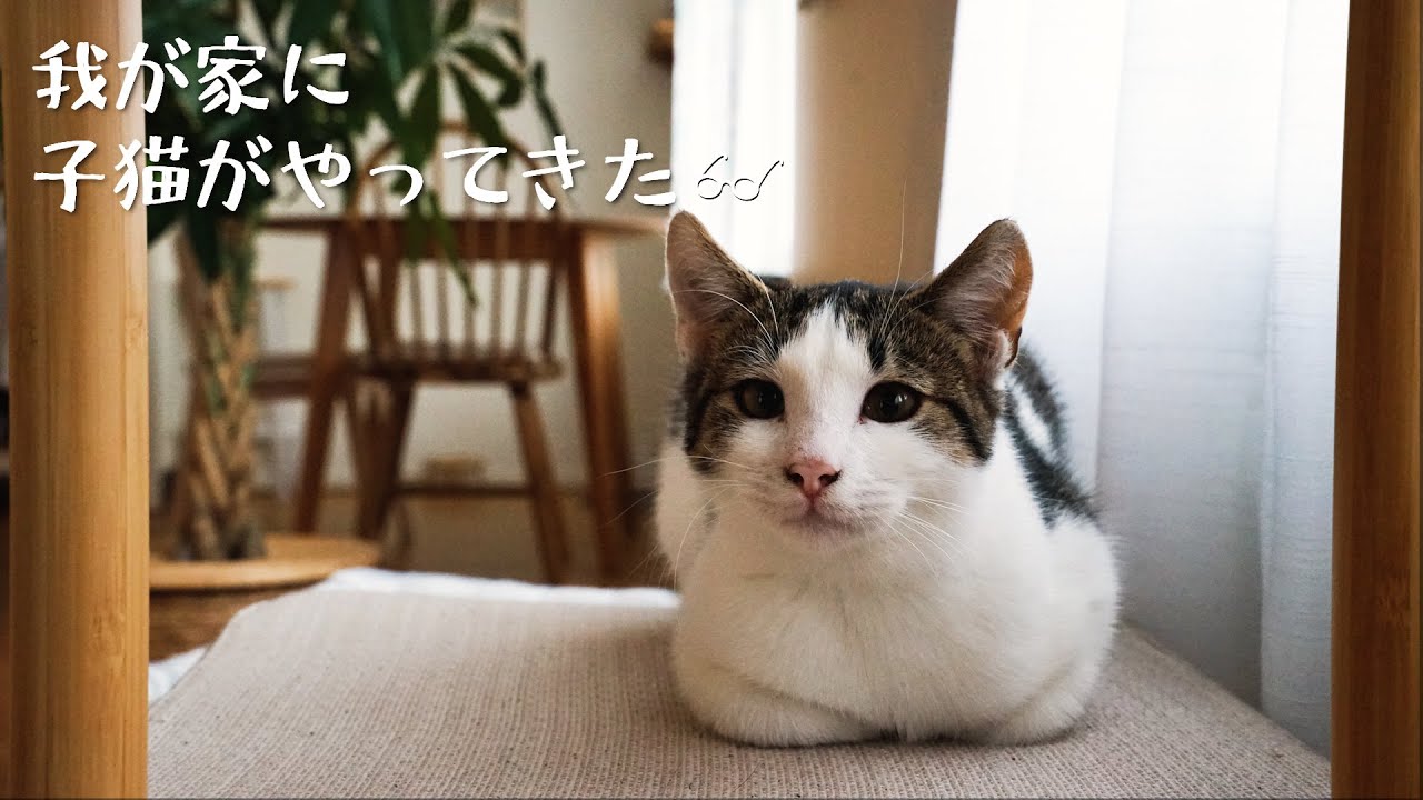 Встречаем котёнка в Швеции | Наша новая маленькая семья