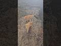 #cat#chaton#story chat#animaux chats de rue voyage#France Espagne#Algérie nature vent tempête قط هر