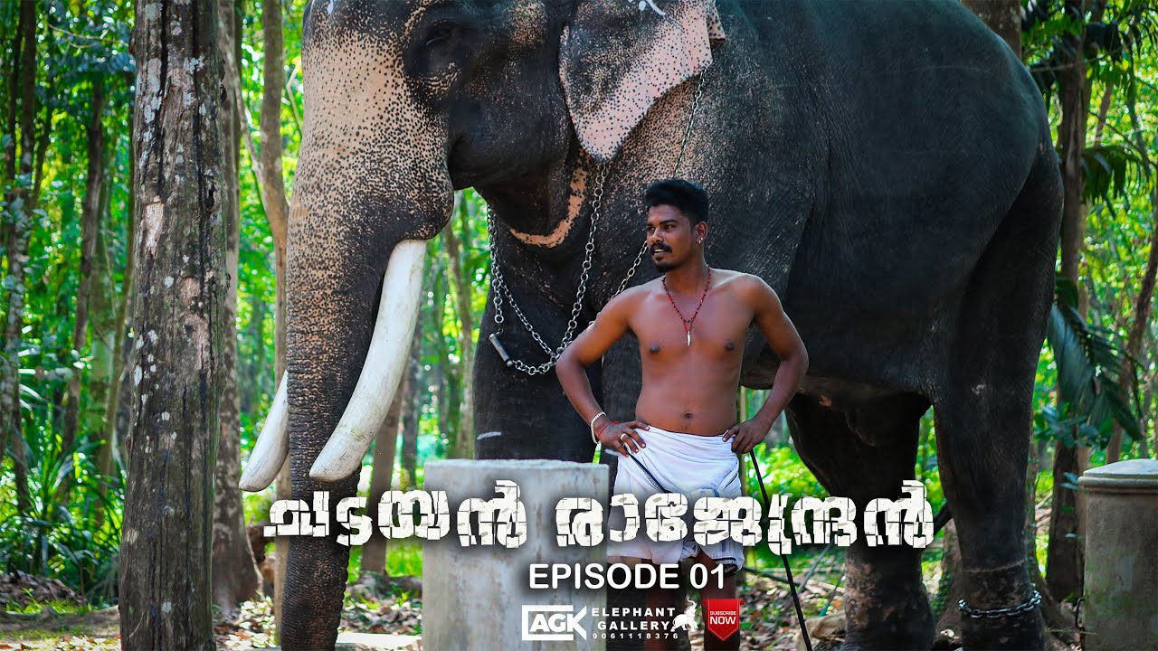 ആനക്കുടുംബത്തിൽ നിന്നുമൊരു ആനക്കാരൻ |ചടയൻ രാജേന്ദ്രൻ |EPISODE 01