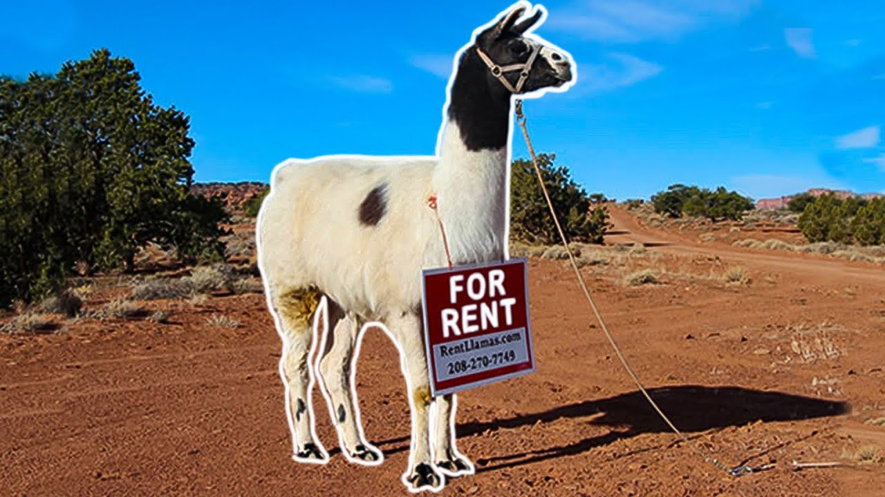How To RENT A LLAMA! YouTube