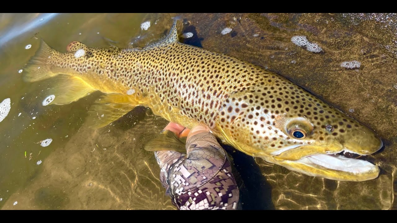 POV Highland Gold Fly Fishing in Tasmania for Beautiful Brown Trout