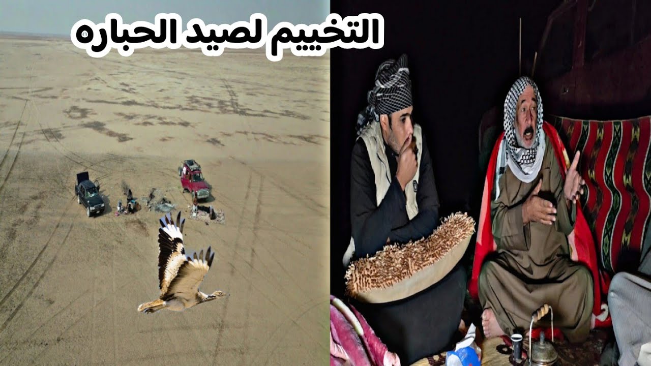 تخييم يوم كامل البحث عن الحباره والكطا في الجزيره