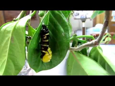オオゴマダラの幼虫が蛹 さなぎ に成る瞬間no1 Youtube