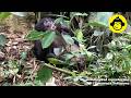 Old Bonobo Feeding on the Ground!【Observations of Bonobos #217】