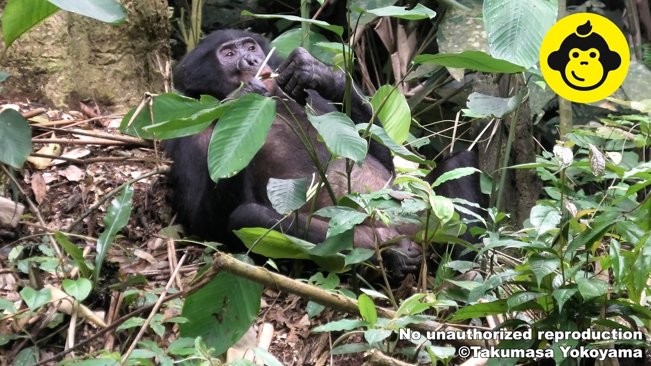 Old Bonobo Feeding on the Ground!【Observations of Bonobos #217】