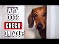Why Does Your Dog Keep Checking In on You?