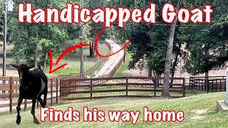 Handicapped Goat Finally Makes His Way Home