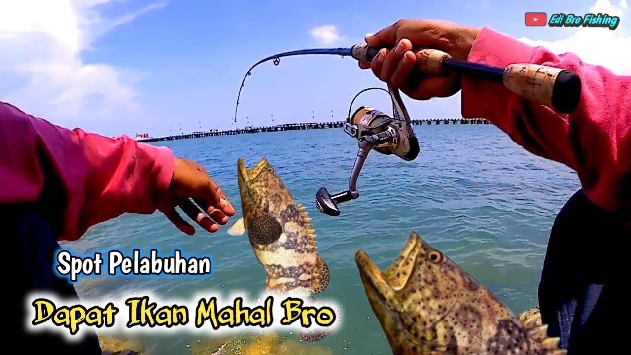 Mancing Di Pinggir Laut strike Kerapu Besar di Pelabuhan sluke Rembang - grouper fishing
