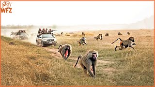 How Hunters Fight Off Millions Of Aggressive Baboons Invading South Africa | Invasive Species
