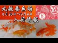 丸敏養魚場【弥富の金魚屋】2022年8月20日〜9月4日の入荷情報