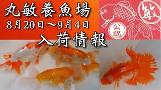 丸敏養魚場【弥富の金魚屋】2022年8月20日〜9月4日の入荷情報