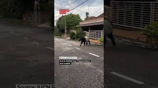 Malaysian family surprised by wandering tapir outside their home
