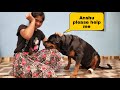 My rottweiler is in deep pain  rottweiler  cute animals