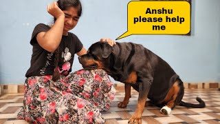 my Rottweiler is in deep pain | Rottweiler | Cute animals