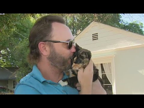 Cat allegedly stolen by Uber Eats driver located, reunited with its owner