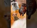 POV : BatChat #batman #cat #catmeme #funny