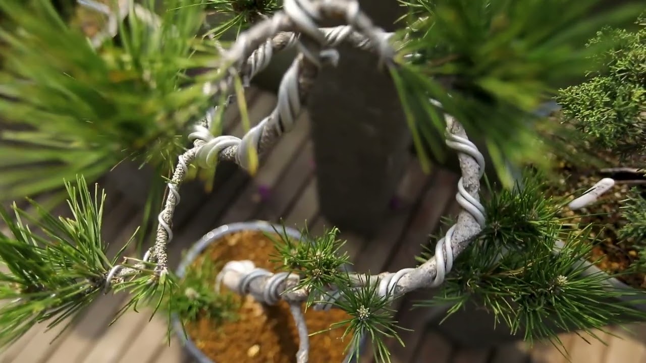 SK Junio2023 VideoWeb 01