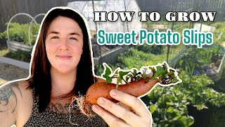 How to grow Sweet Potato Slips THREE WAYS from a grocery store sweet potato!