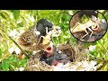 OUTSIZED CREEPY BUG Feeding to Baby Birds | Bulbul Baby Birds in Nest | EP 7 DAY 3