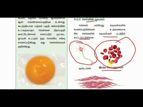 அறிவியல் - செல், செல் வகைகள் மற்றும் அதன் வேறுபாடுகள்