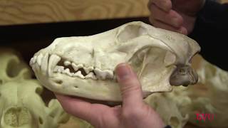 The Survival of the Algonquin Wolf