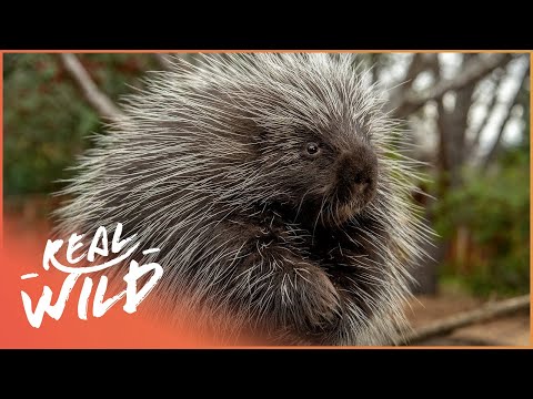 Video: Where do porcupines live in nature?