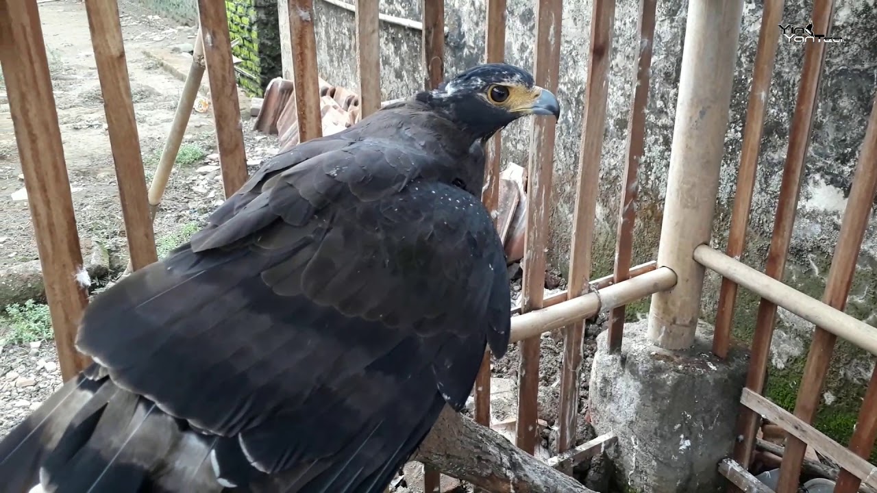 Burung elang jinak  pemakan daging YouTube