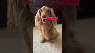 How to teach your dog the “burrito” trick  #dachshund #dogtraining #dogtricks #dogtrainer