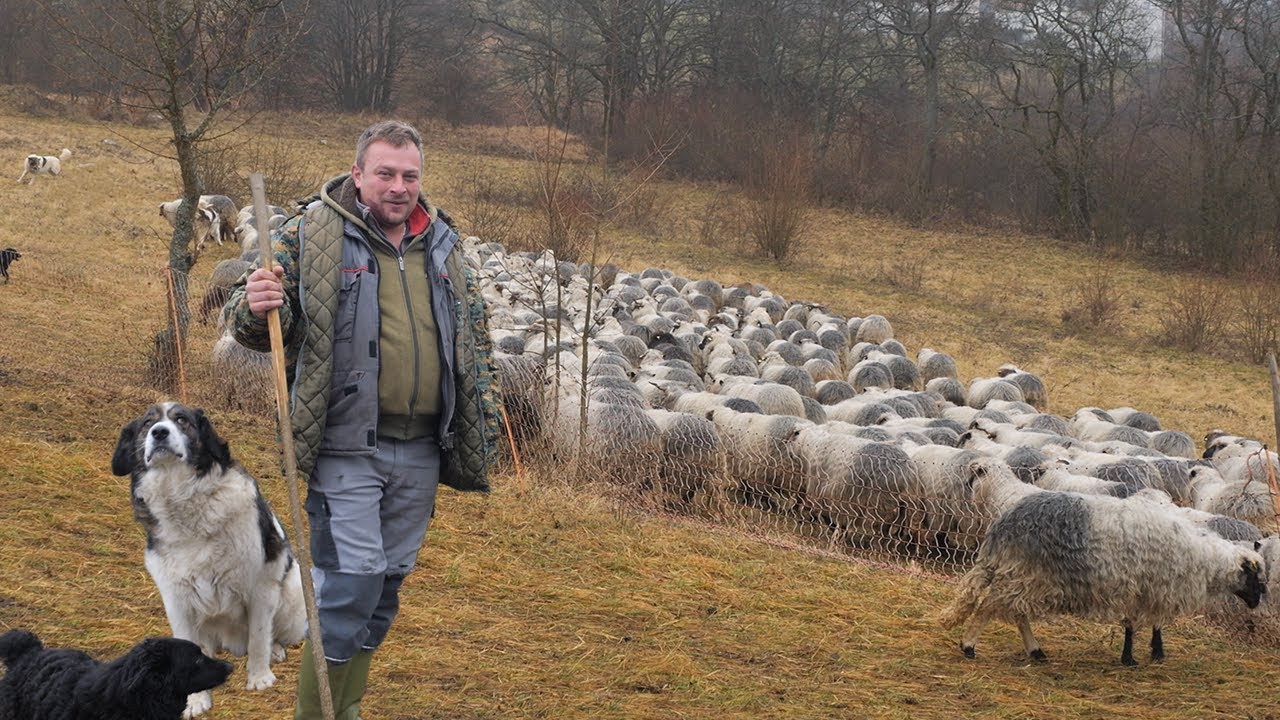 Sve što su u životu postigli zahvaljuju ovcama