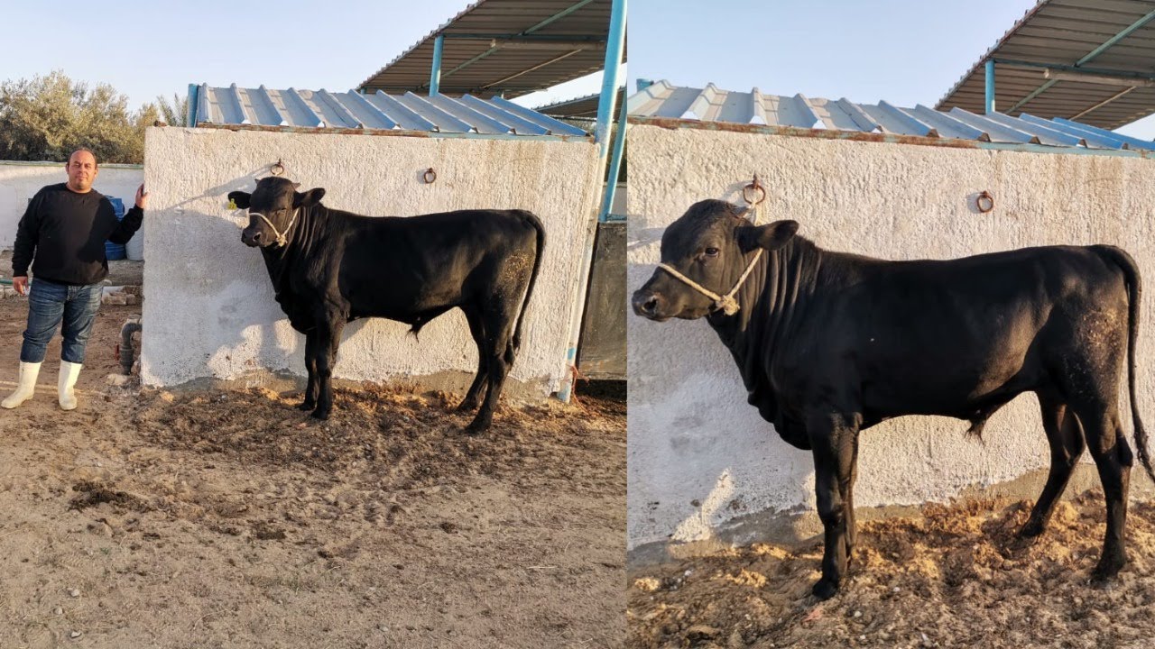 فن أساسيات تكوين العلف