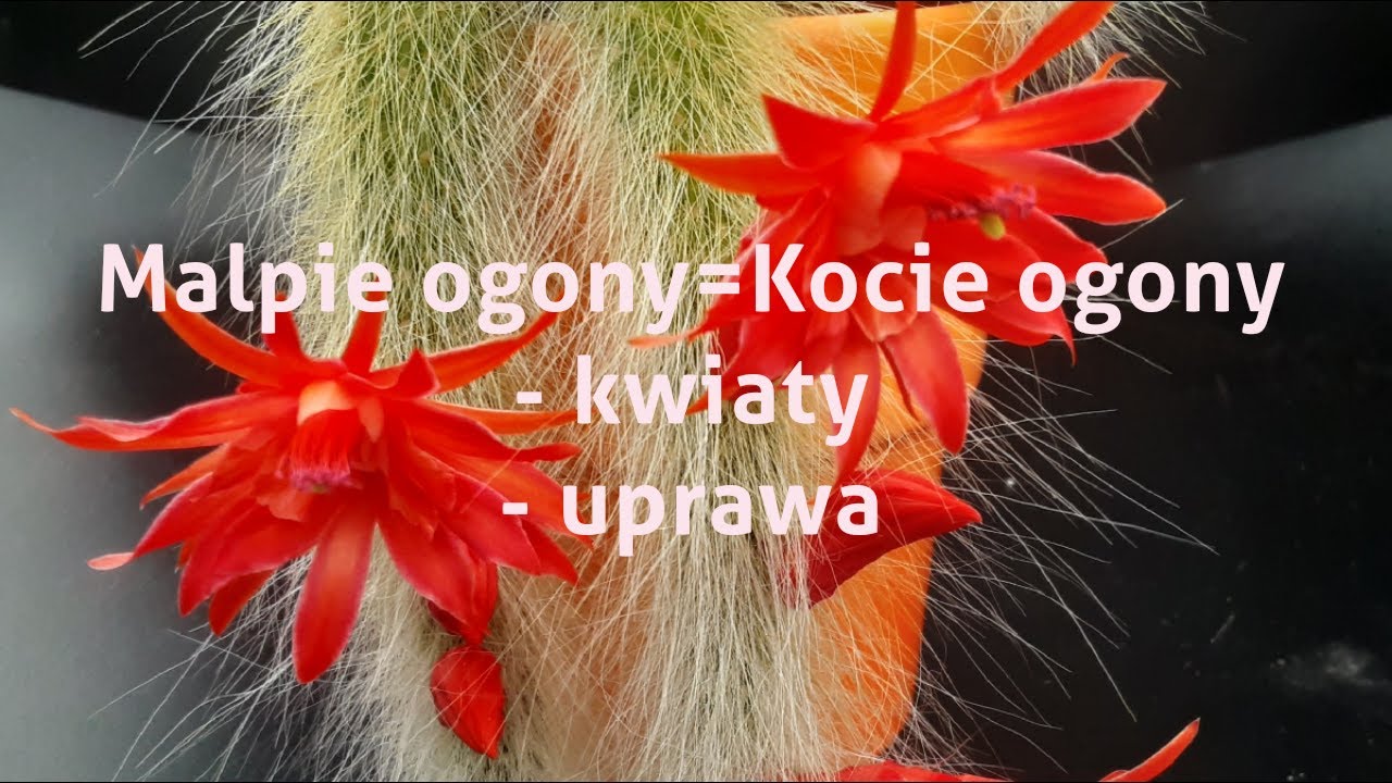 Mapie ogony -jak je uprawiam | Kocie ogony-kwiaty | Wochata Hildewintera  colademononis