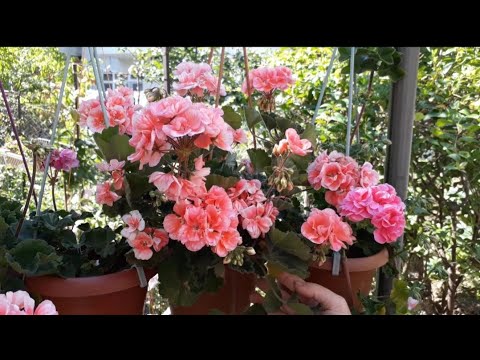 Video: Pelargonium'un Sonbaharda Kesimlerle çoğaltılması