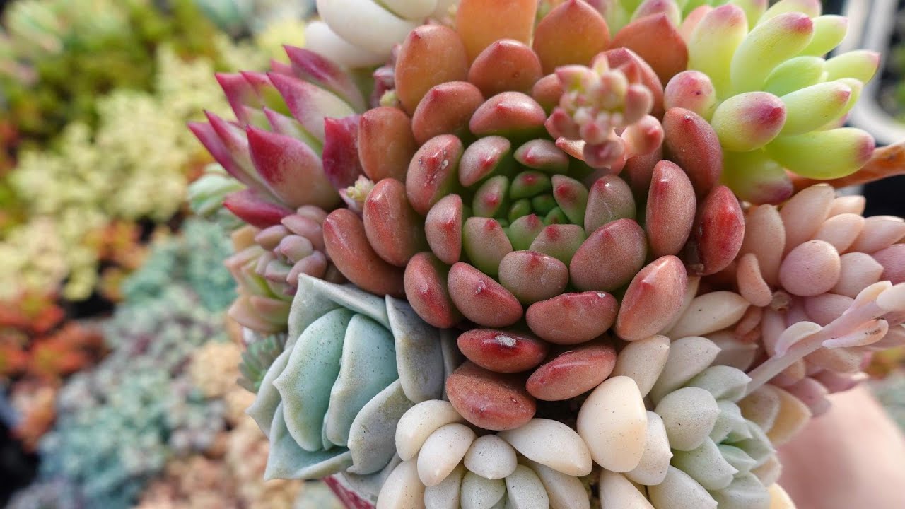 34 [Speaking of Mother's Day succulents, this is it] Send with all