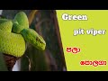 Pala polaga| පළා පොළගා | Sri Lankan Green Pit Viper