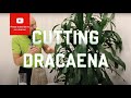 Cutting from a Dracaena