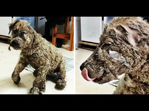 unexplained variance Kids Leave Puppy To Die After Covering It With Industrial Glue, However It Refuses To Give Up