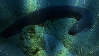 VUCast: Shocking Eels!