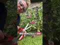 How to Deadhead Zinnias