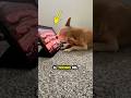 Este Chihuahua Intentó Comer Tocino de una Tablet 😂 #chihuahua #humor #perros