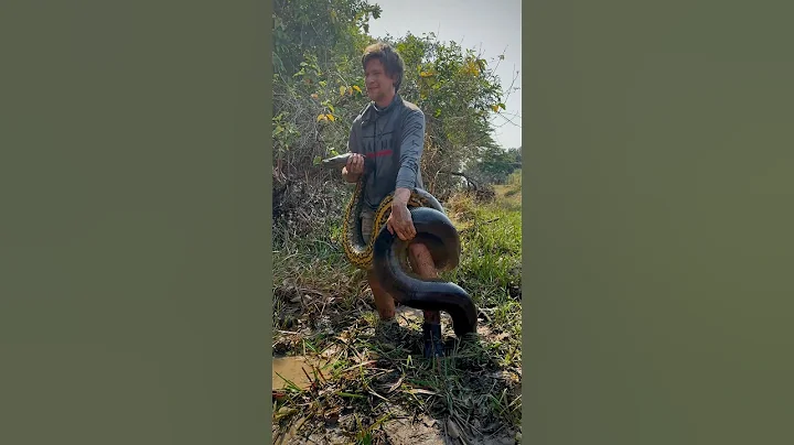 Rare yoinks! #animals#snake#nature#shorts#viral#wildlife#crazy#travel#dedication#colombia#cute#cool