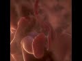 Videoaulas detalhadas de Medicina Fetal