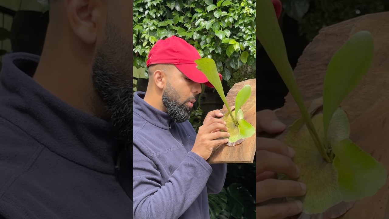 Something new ! #jishnuuthaman #gardening #diy